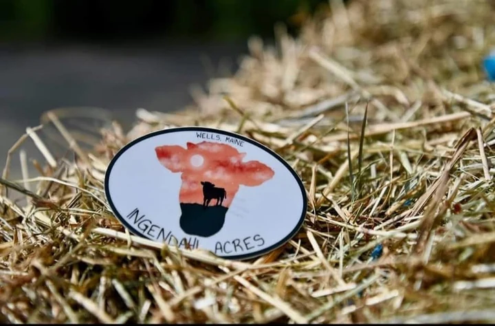 Ingendahl Acres farm-logo sticker with a sunset and cow silhouette, photographed on straw